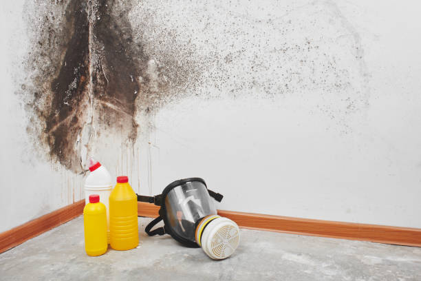Best Residential Mold Removal  in Jeannette, PA
