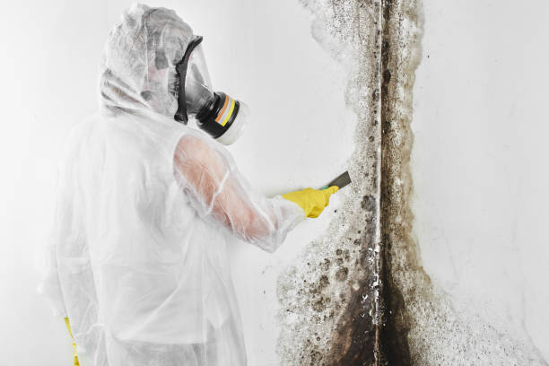 Best Commercial Mold Removal  in Jeannette, PA