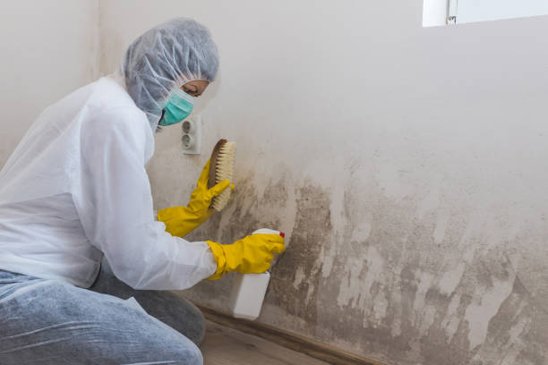 Mold Removal Process in Jeannette, PA