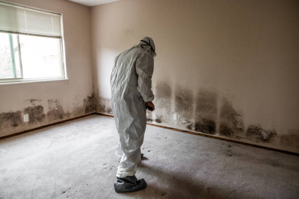 Mold Removal and Inspection in Jeannette, PA