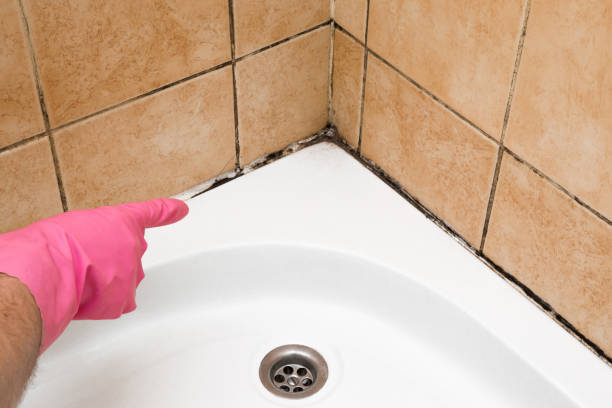 Attic Mold Removal in Jeannette, PA